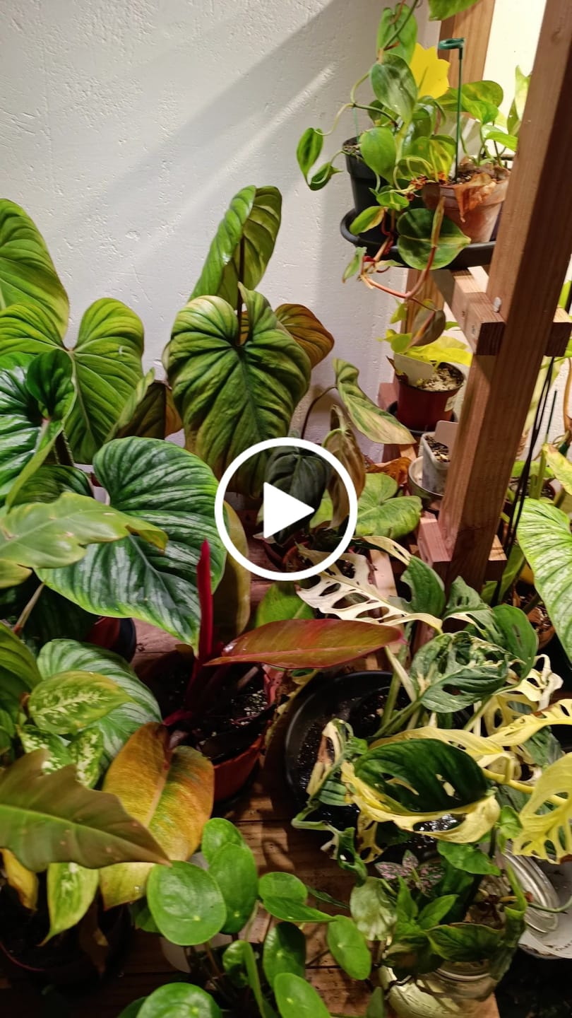 Customer video review of Orchid Bark
