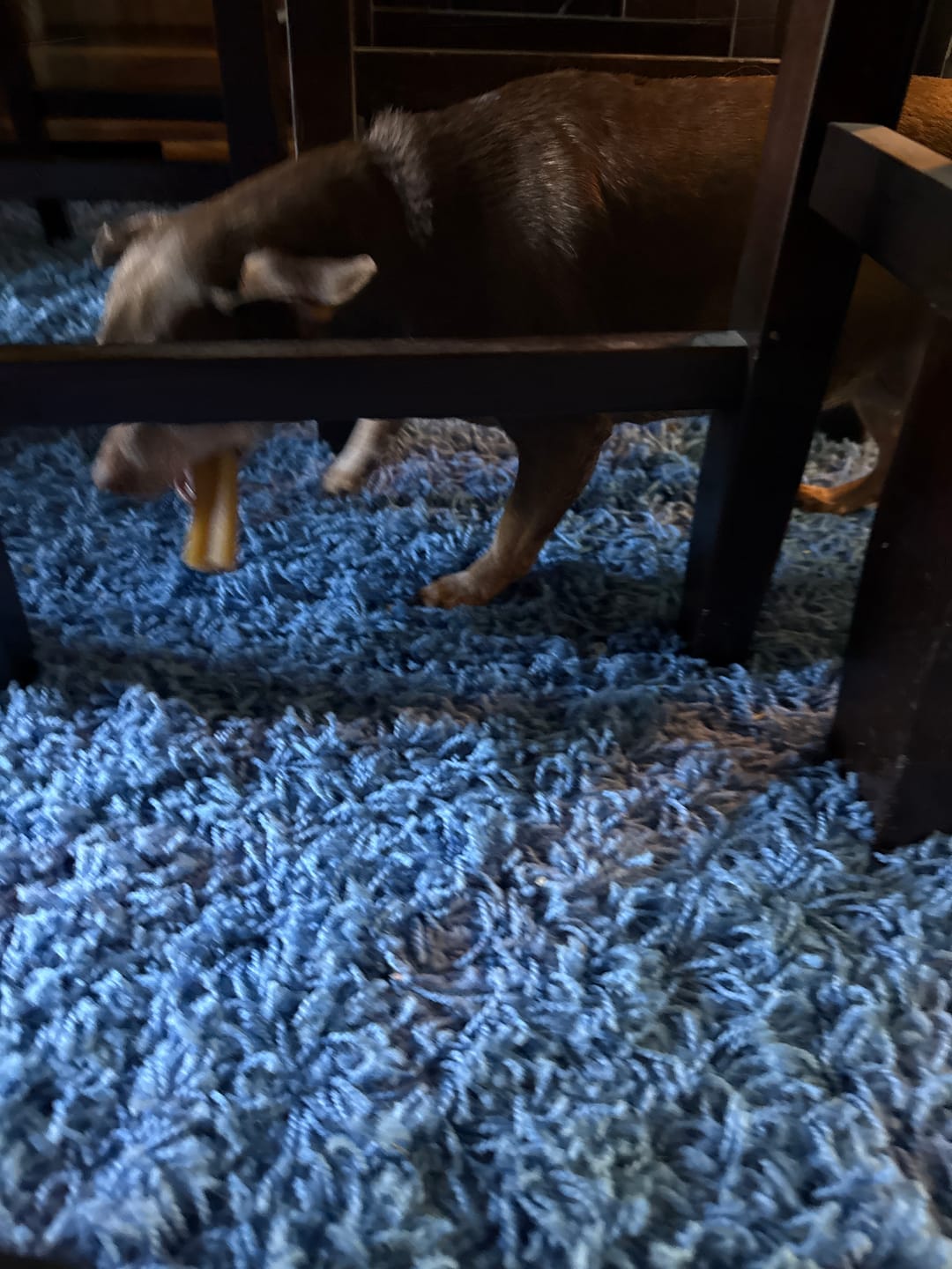 Customer photo review of Himalayan Yak Cheese Chew Dog Treat