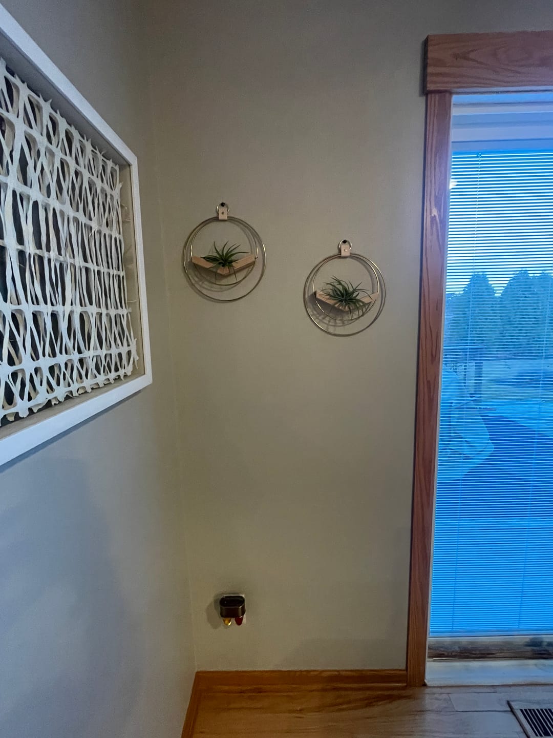 Customer photo review of Air Plant V-Hanger