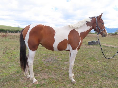 Customer photo review of Zilco Stripe Range Lead Braided