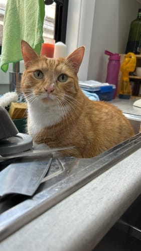 Customer photo review of 3 Month Supply - 1 Cat