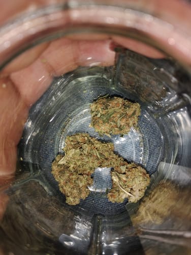 Customer photo review of Girl Scout Cookies THCA Flower