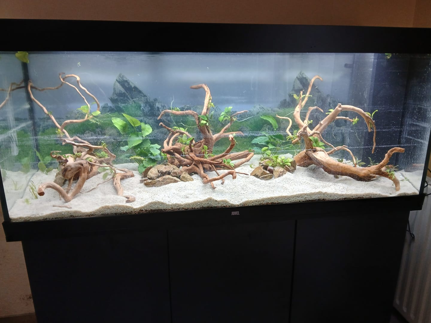 Customer photo review of Aquarium Rio 450 LED Noir Équipé JUWEL - 450L