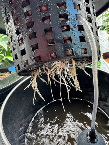 Customer photo review of Root Spa DWC 2 Bucket System with Air Pump (3 Gallon Buckets)