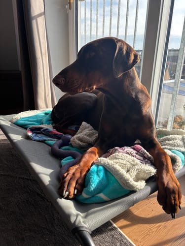 Customer photo review of HiK9 Bed with Grey Mesh Cover