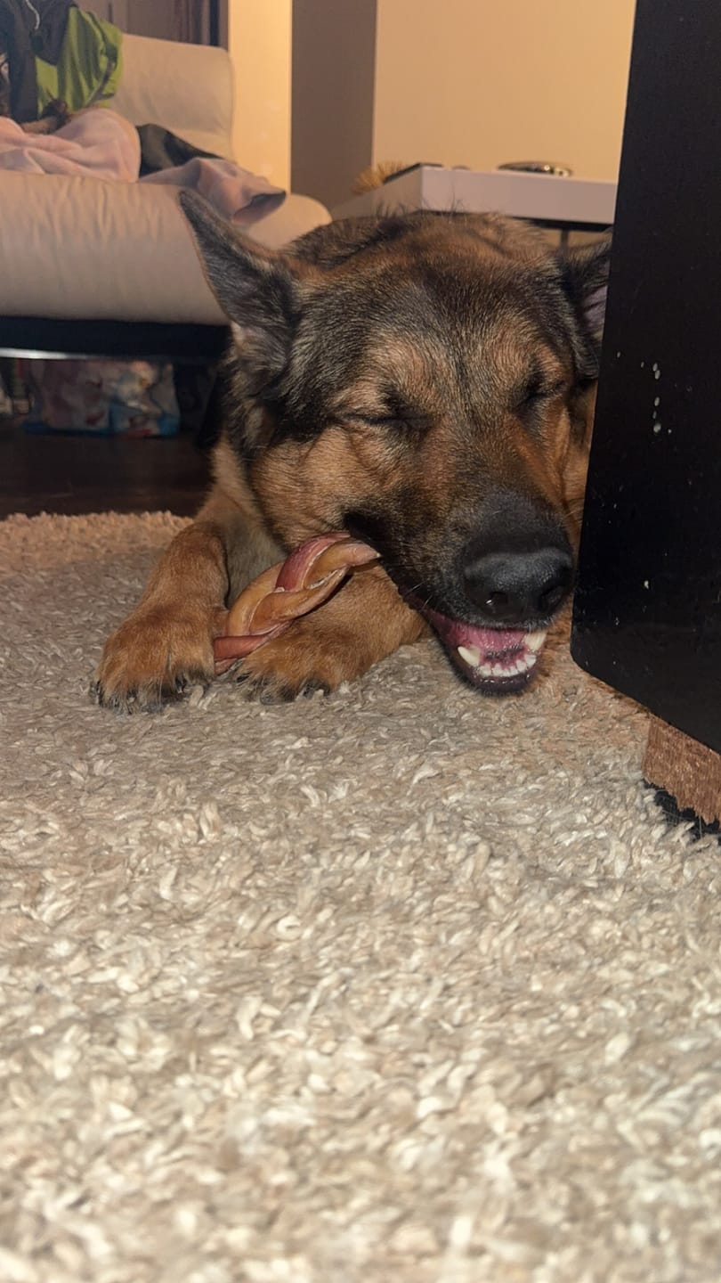 Customer photo review of 6 Inch Jumbo Braided Bully Stick