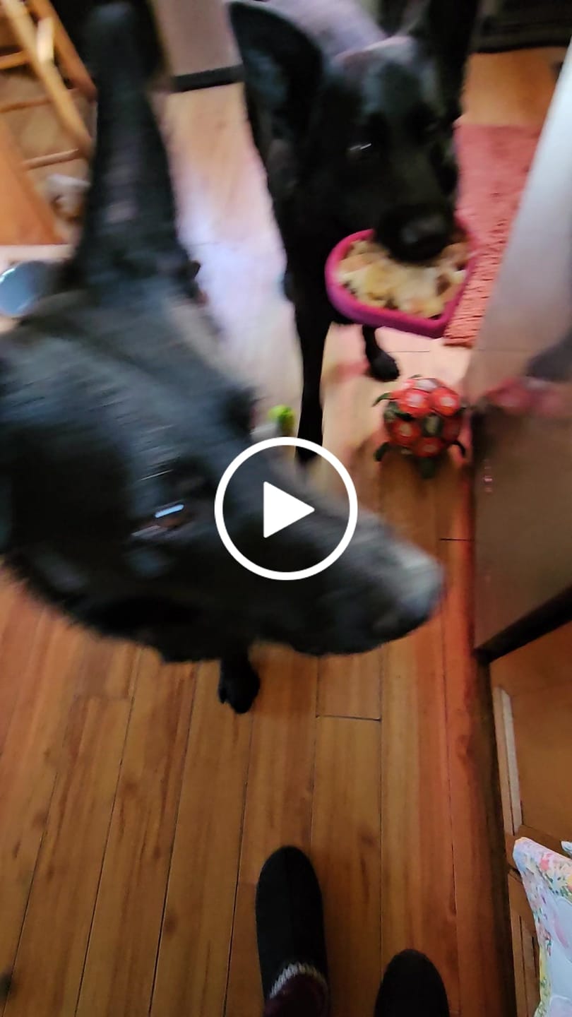 Customer video review of FreezHeart - Durable Heart Enrichment Chew