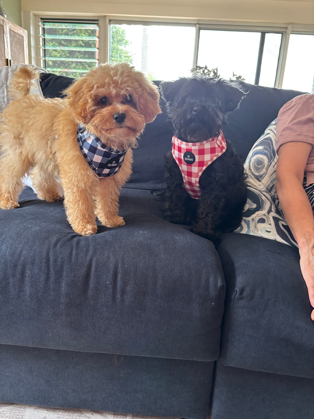 Customer photo review of Captain Dog Harness