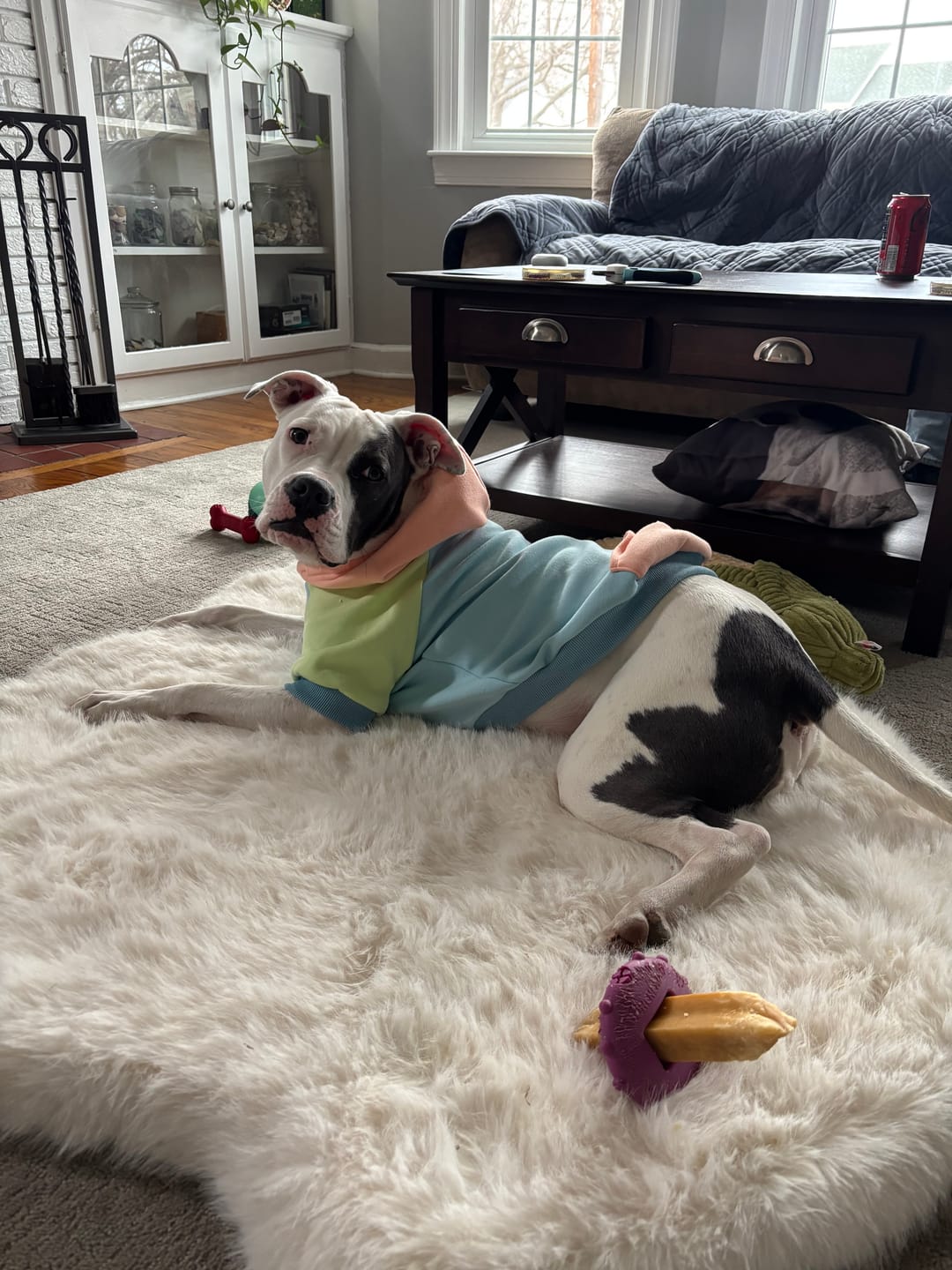Customer photo review of Jelly Bean Dog Hoodie