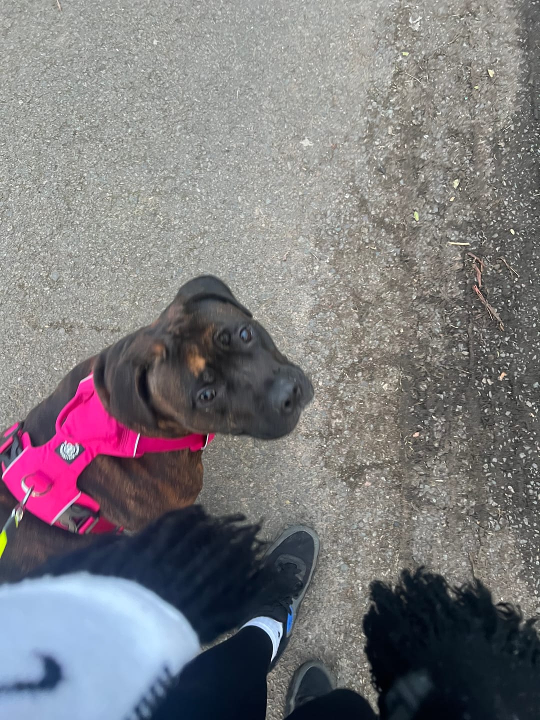Customer photo review of Air Harness | Anti-Pull & With Handle - Carminerose