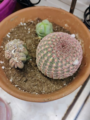Customer photo review of Cereus forbesii monstrose | Ming Thing Cactus