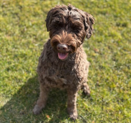 Customer photo review of Frischfutter für Energiebedarf von 976 kCal/Tag