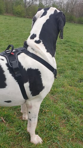 Customer photo review of Anti Pull Harness | With Handle & Lighter | Hurricane Harness - Black