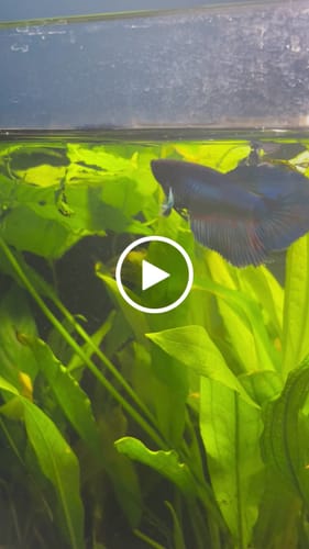 Customer video review of Dumbo Blue Female Betta Fish