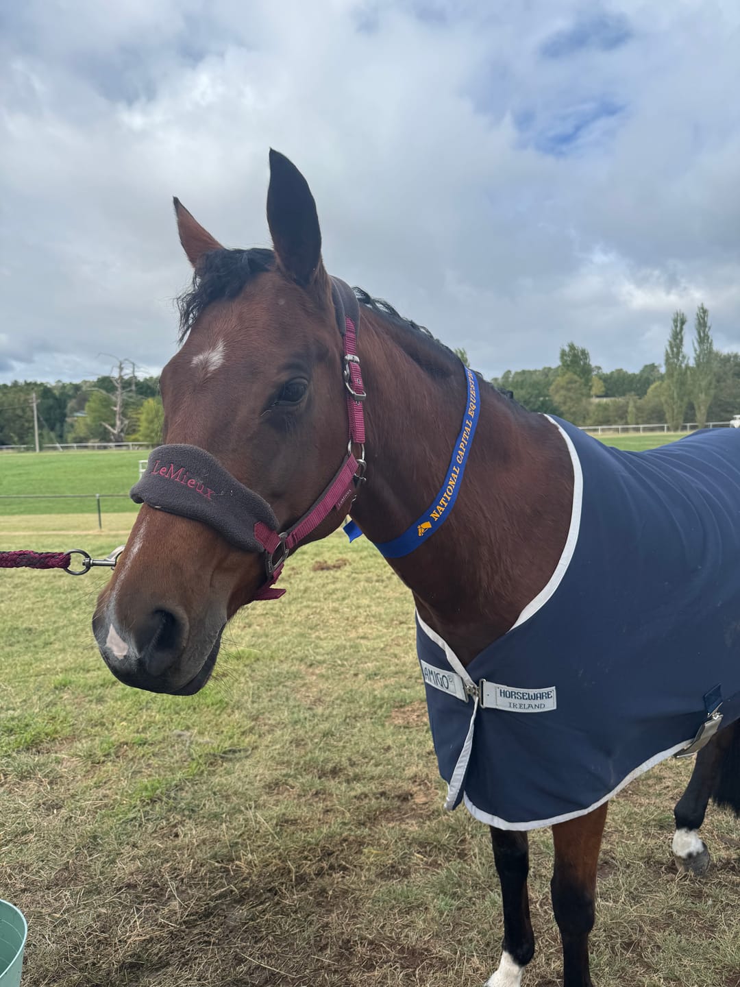 Customer photo review of Amigo Jersey Cooler Navy