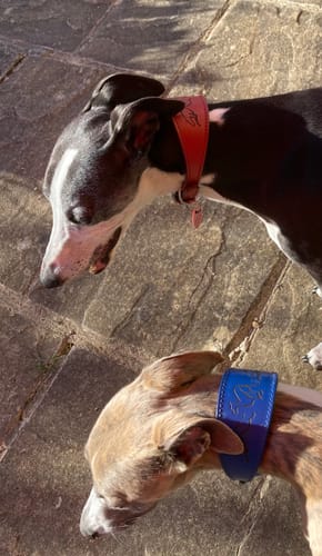 Customer photo review of Running Hound Design Padded Leather Sighthound Collars