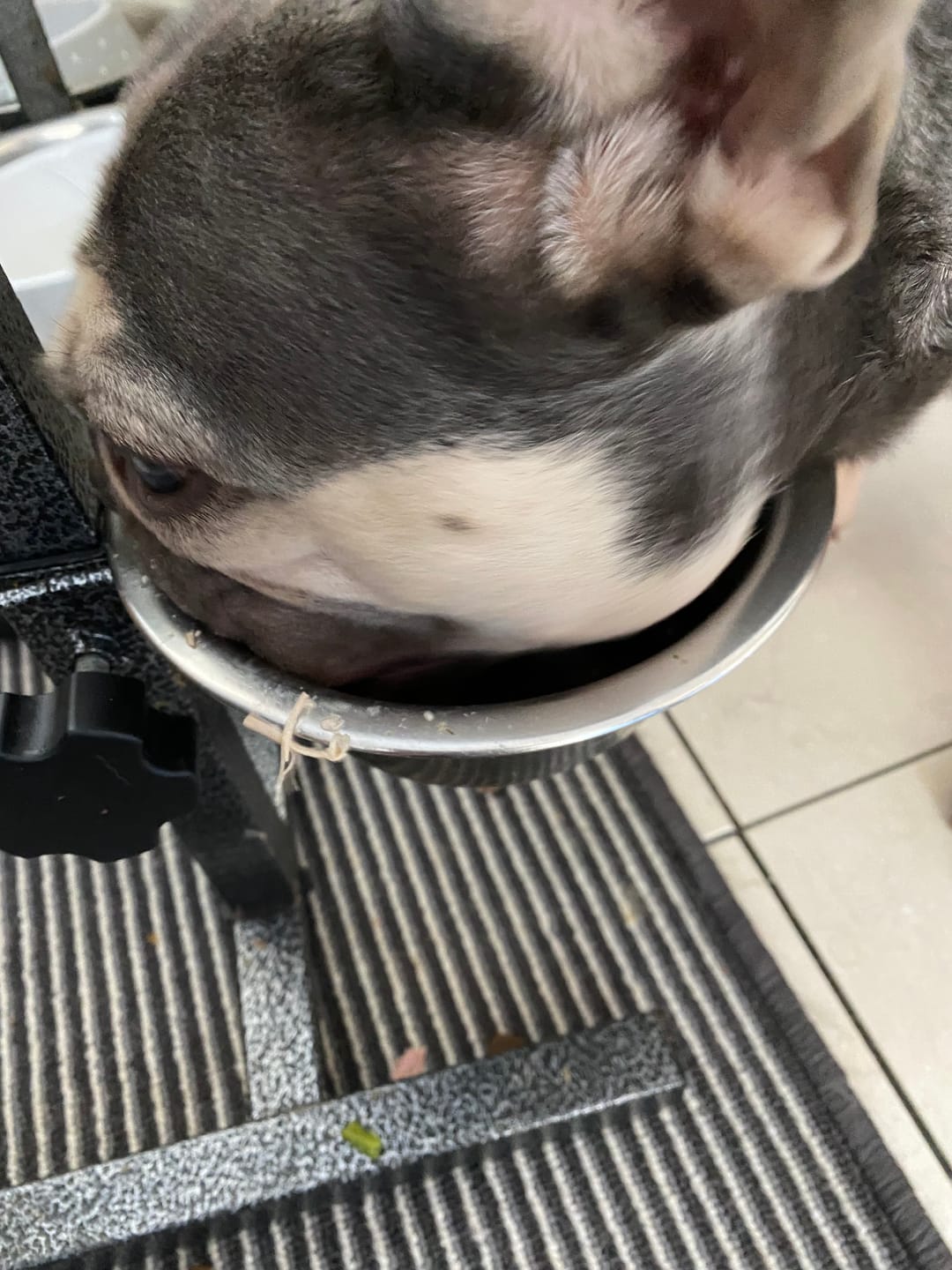 Customer photo review of English Duck Dry Food