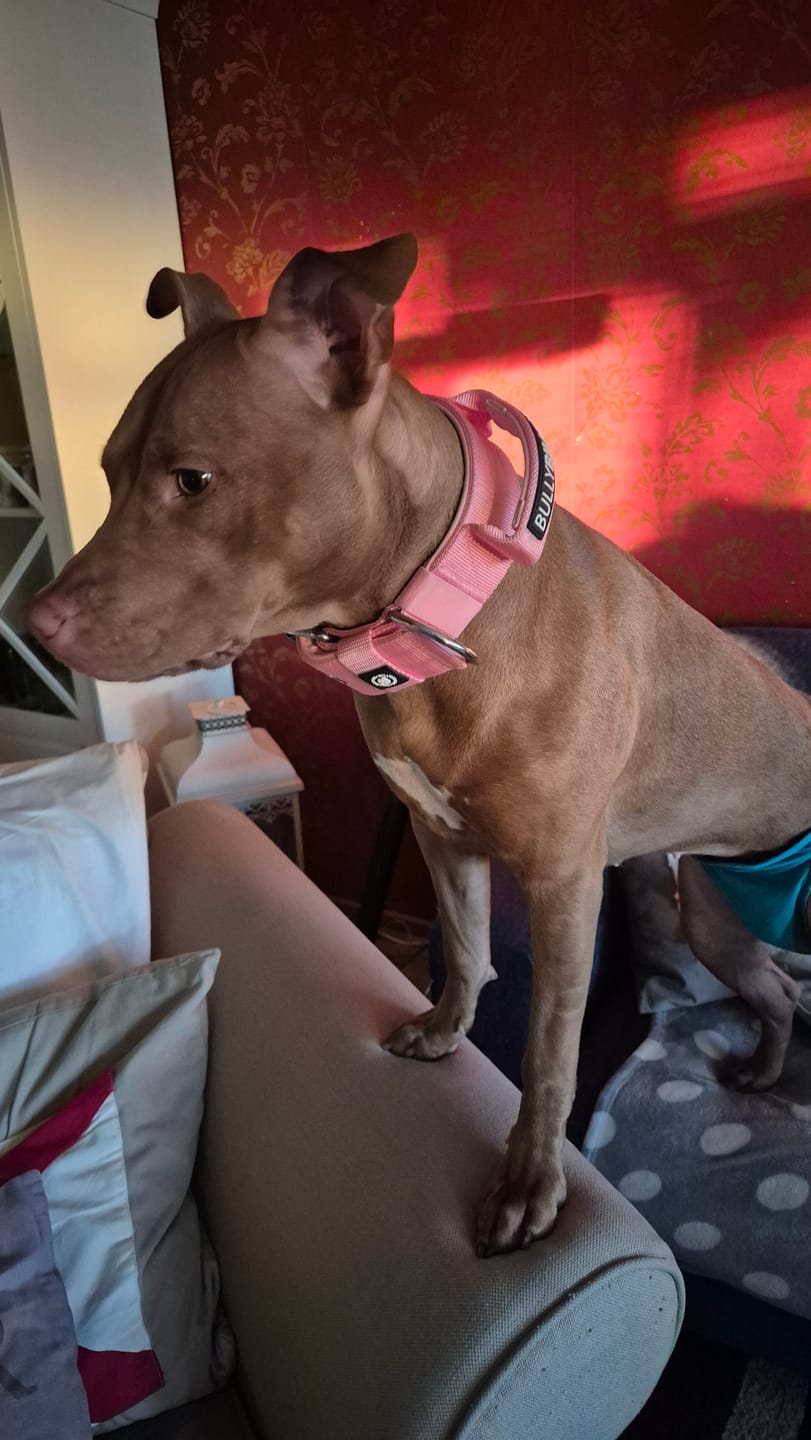 Customer photo review of 5cm Pin Buckle Collar | With Handle - Pink