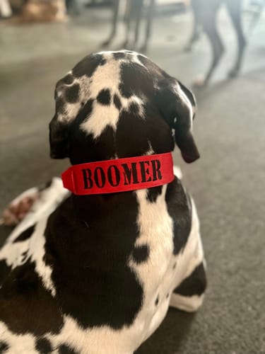 Customer photo review of 2" Tactik Dog Collar - Apple