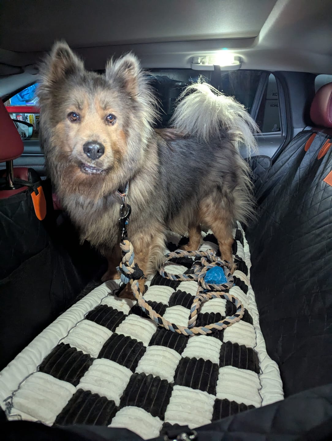 Customer photo review of Cozy Cushion™