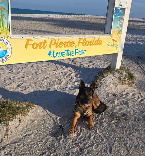 Customer photo review of NEW Upgraded Tactical No-Pull Team K9™ Dog Harness with 4 Quick-Release Metal Buckles, Reinforced Front & Back D-Rings, Hook & Loop Panels, Adjustable Straps, Reflective Strips, & Top Handle