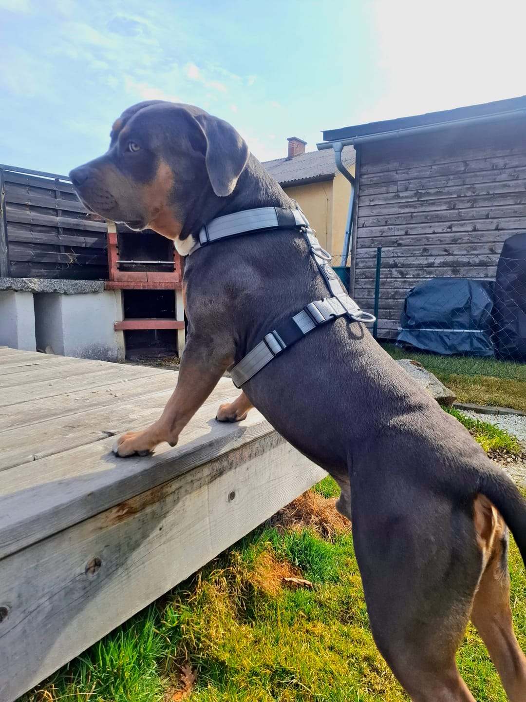 Customer photo review of Training Anti Pull TRI-Harness® | M-XL Breeds - Metal Grey