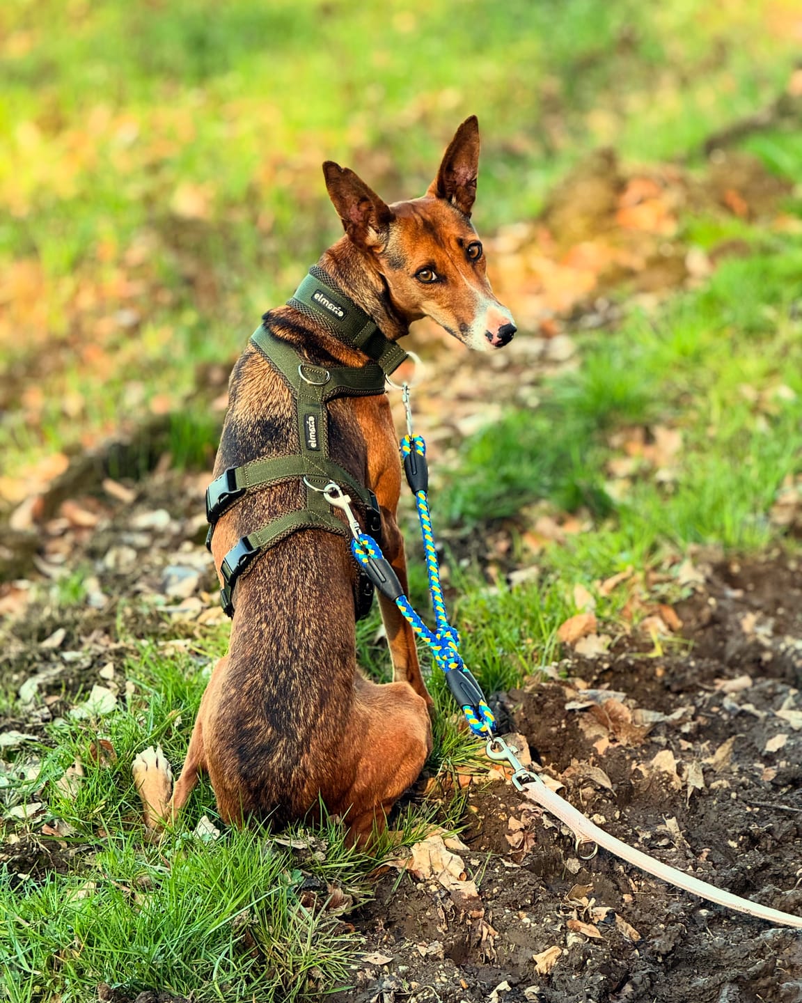 Customer photo review of Sicherheitsgeschirr FUN "Mountain Green"