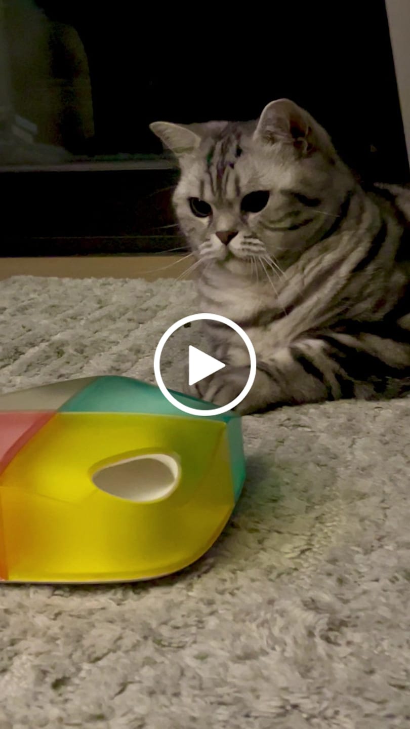 Customer video review of Michu MeowMate Little Monster Automatic Cat Toy