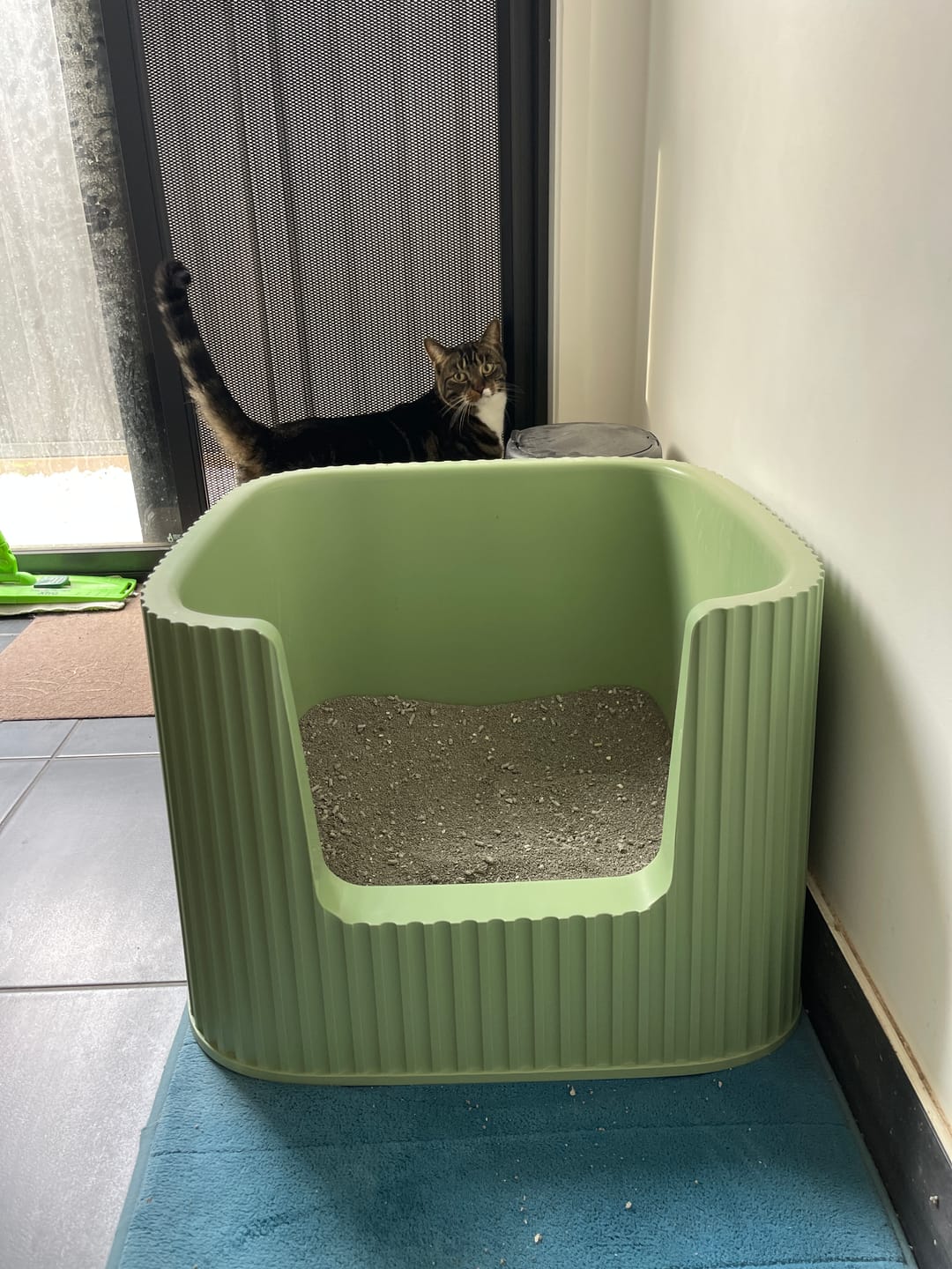 Customer photo review of Michu XXL Sage Deluxe Cat Litter Box - Spacious Design
