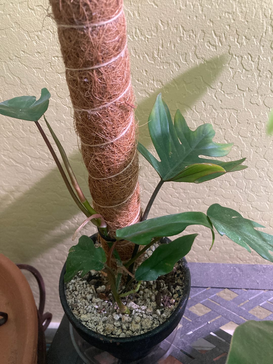 Customer photo review of Philodendron mayoi