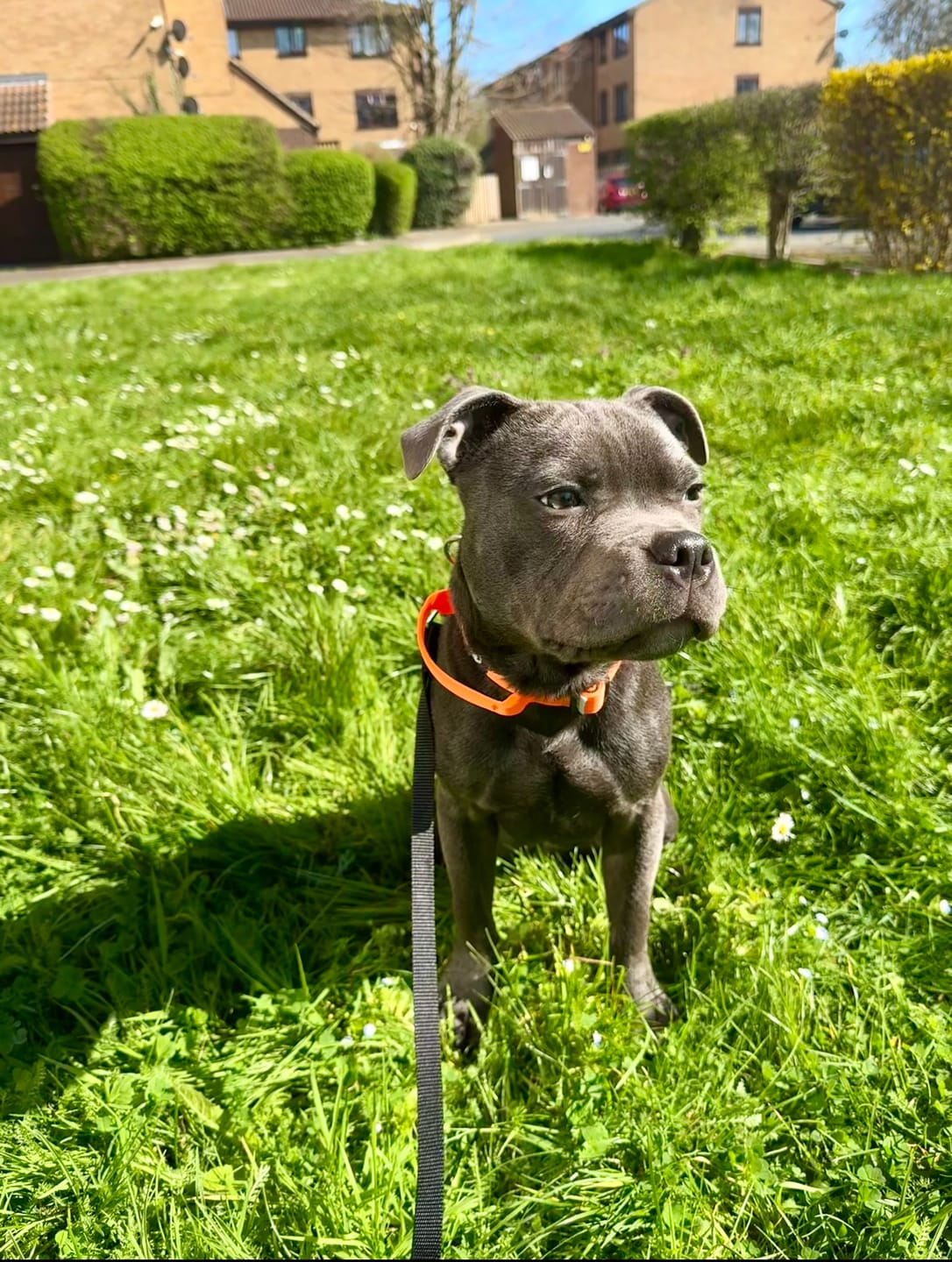 Customer photo review of 2.5cm Combat® Collar | With Handle & Rated Clip - Orange