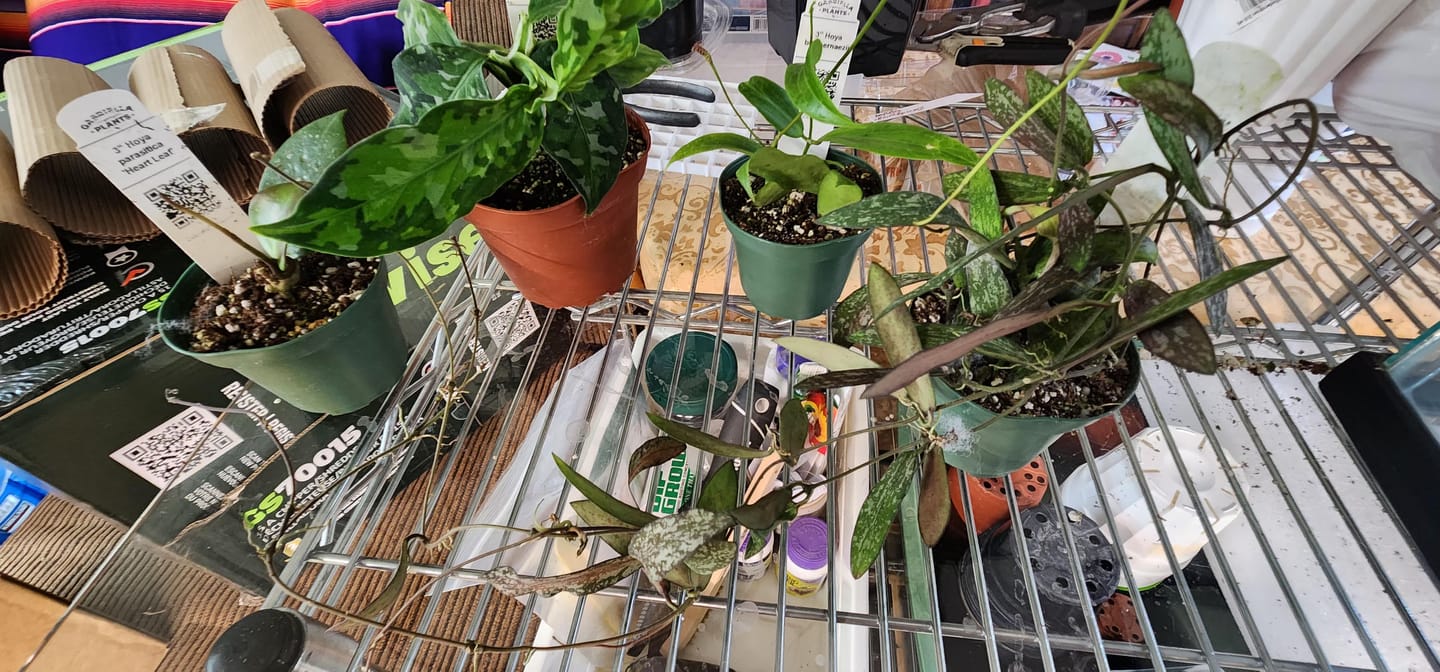 Customer photo review of Hoya sigillatis