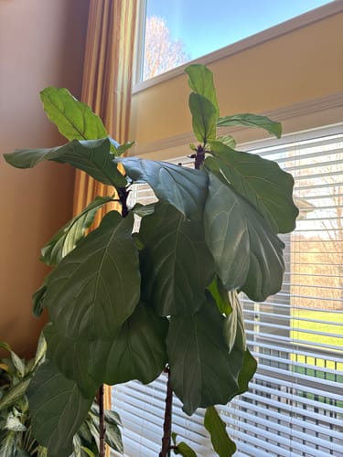 Customer photo review of Plant Food