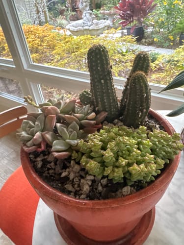 Customer photo review of Graptopetalum paraguayense ‘Jester'