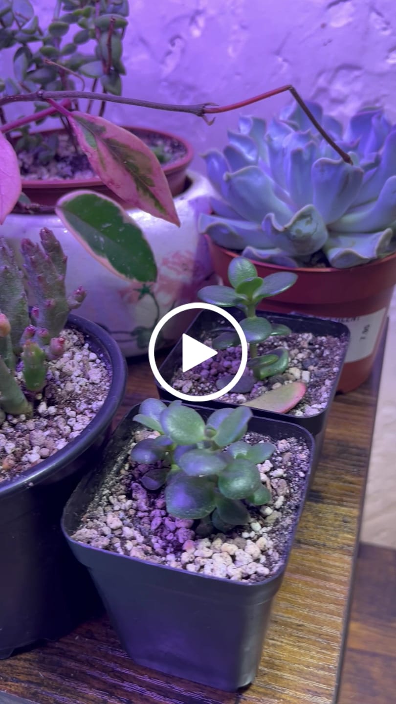 Customer video review of Cacti & Succulent Mix