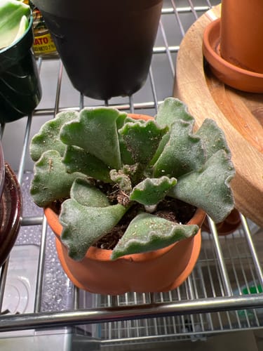Customer photo review of Adromischus Cristatus | Key Lime Pie