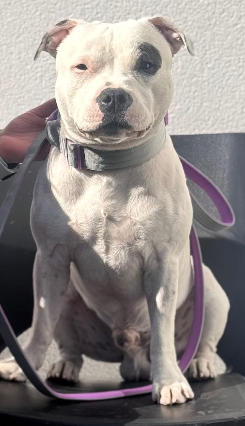 Customer photo review of 4cm LIGHTER Combat® Collar | With Handle Rated Clip - Purple & Metal Grey