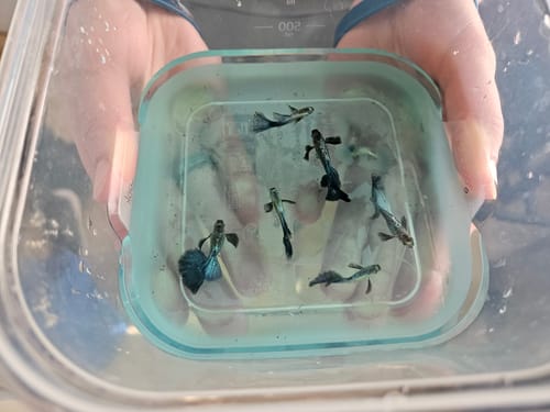Customer photo review of Blue Dragon Guppy Fish