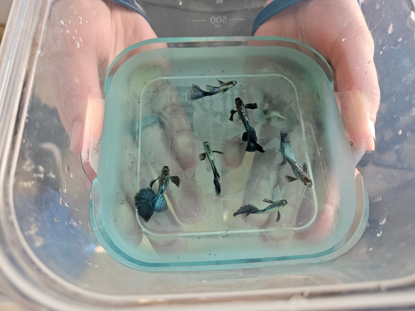 Customer photo review of Blue Dragon Guppy Fish