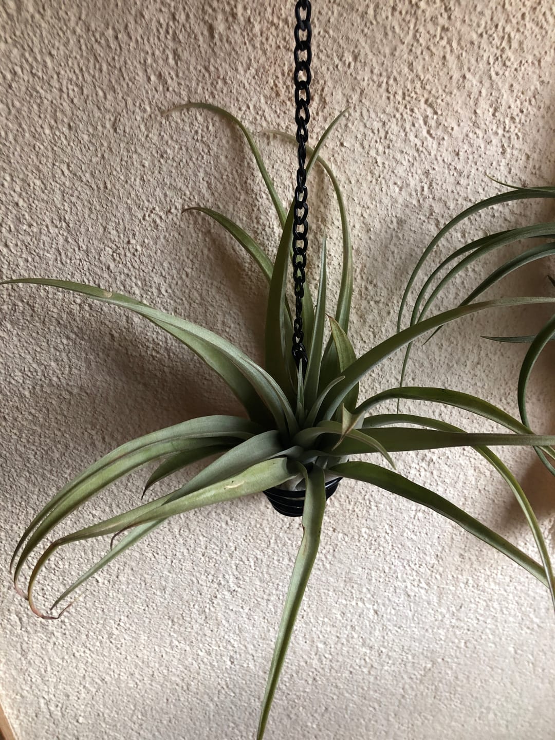 Customer photo review of Tillandsia capitata 'YELLOW' - XL