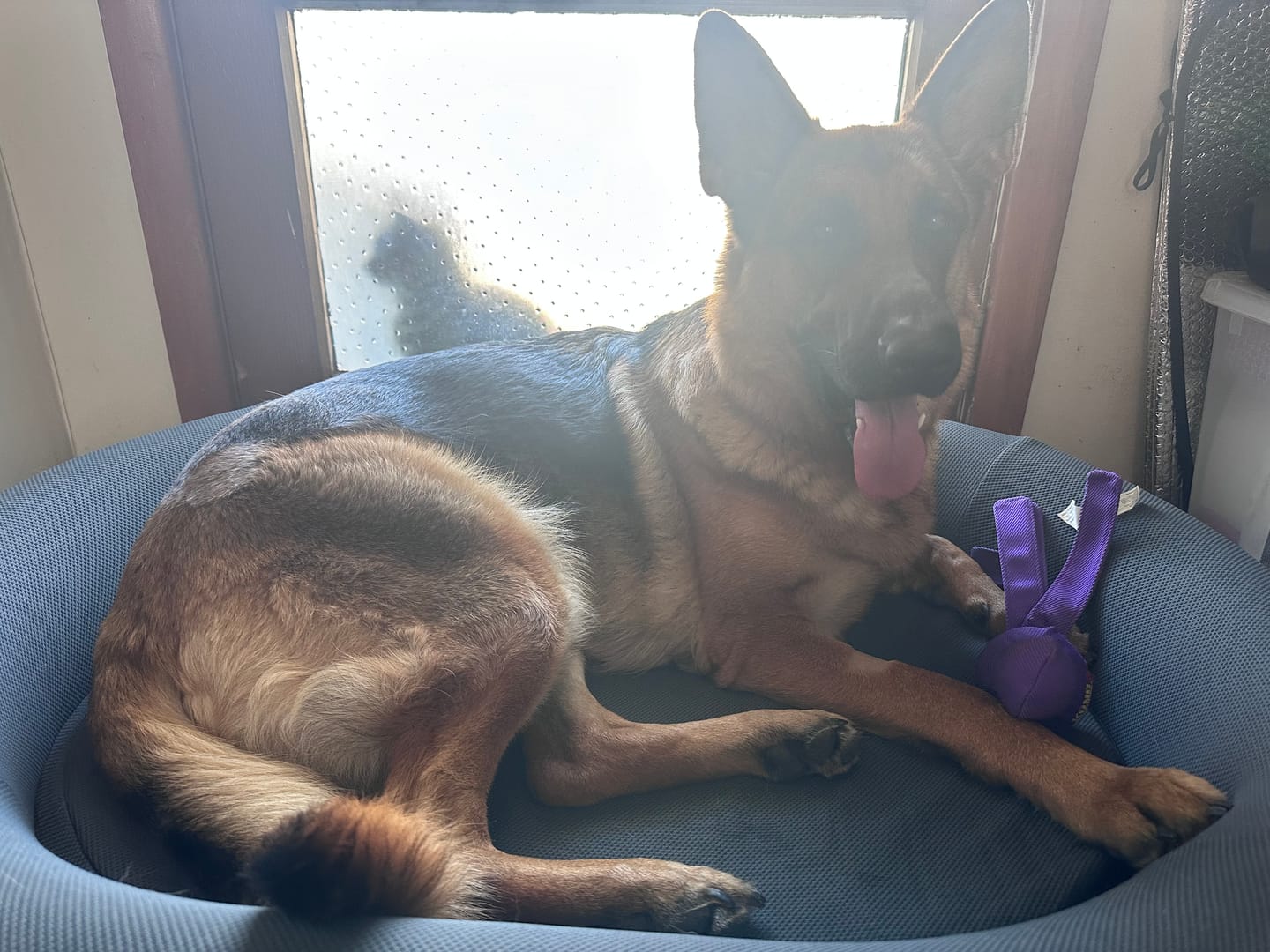 Customer photo review of Brooklyn® Nest Dog Bed