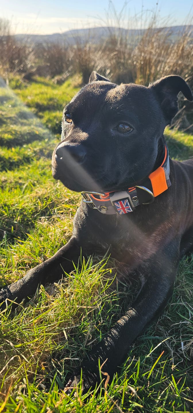 Customer photo review of Staffordshire Bull Terrier 1935® Nylon Leash - Classic Camo & Neon Orange - Carabiner