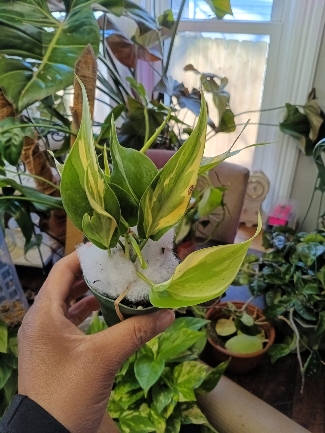 Customer photo review of Philodendron hederaceum 'Rio' - 3"