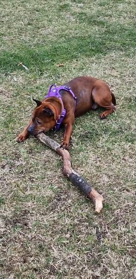 Customer photo review of Air Harness | Anti-Pull & With Handle - Purple