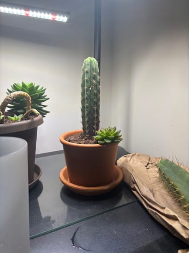 Customer photo review of Trichocereus Bridgesii | Bolivian Torch Cactus