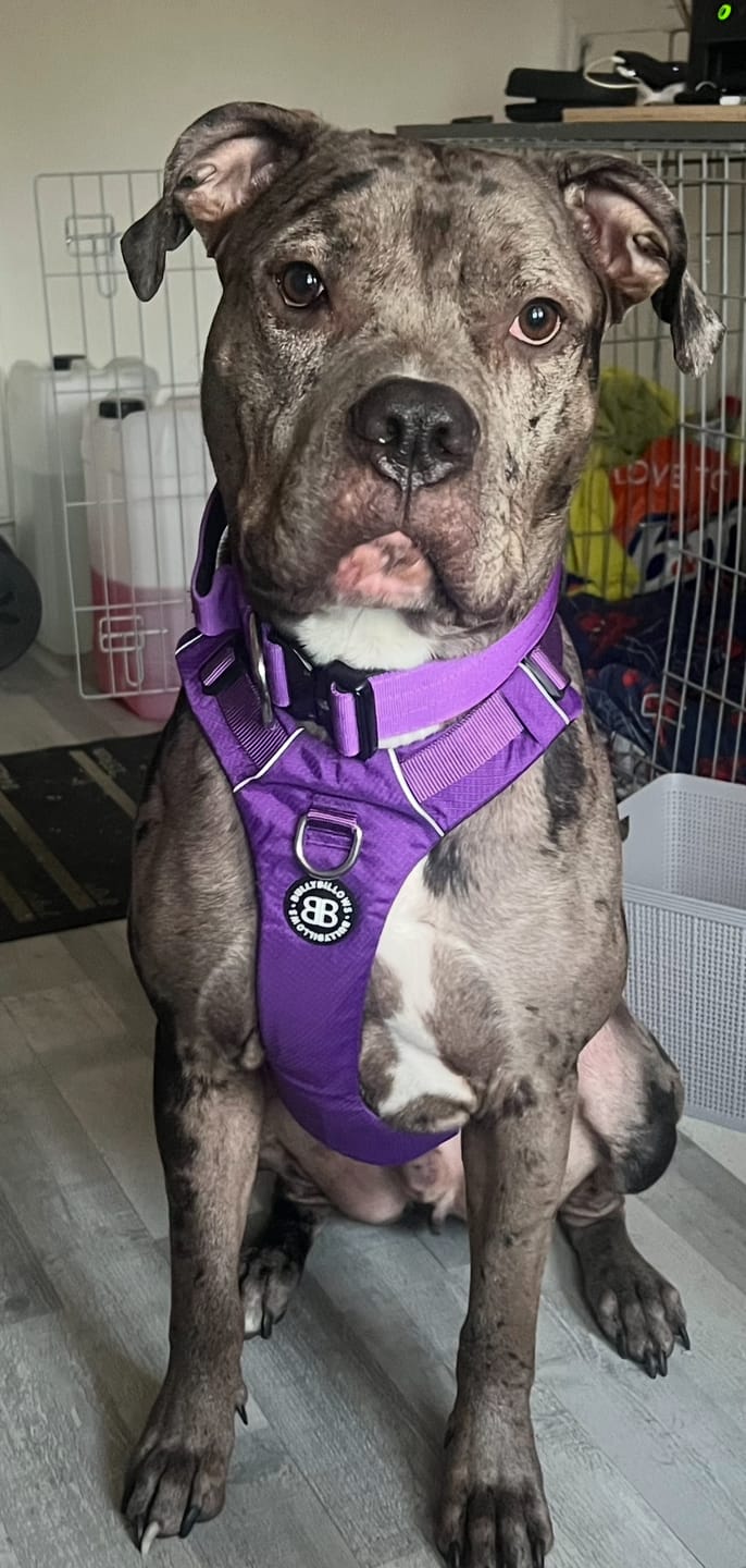 Customer photo review of Air Harness | Anti-Pull & With Handle - Purple