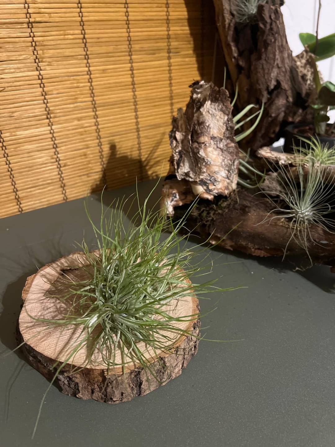 Customer photo review of Tillandsia argentea