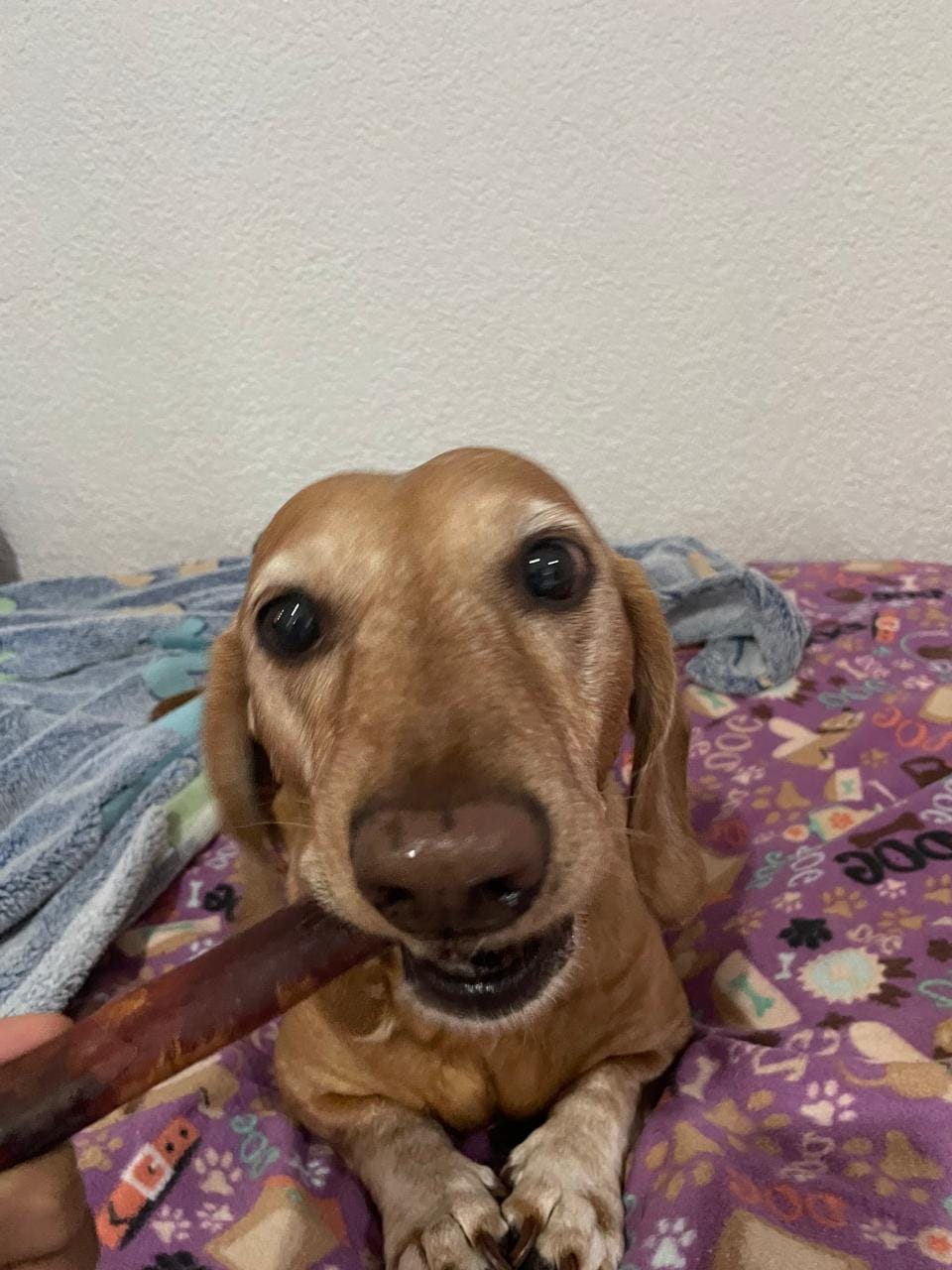 Customer photo review of Large Bully Sticks 5-6"