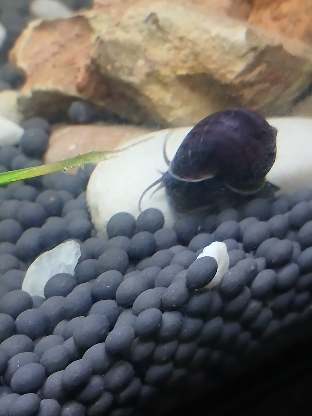 Customer photo review of Purple Mystery Snail