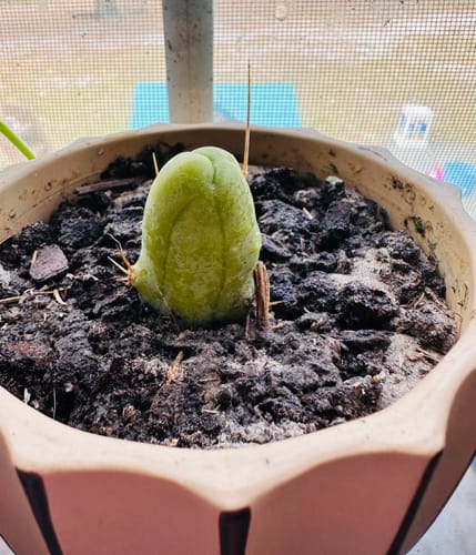 Customer photo review of Trichocereus bridgesii monstrose | Penis Cactus | Short Form